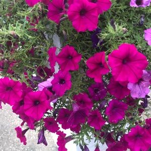 Meet your Posher, Aida